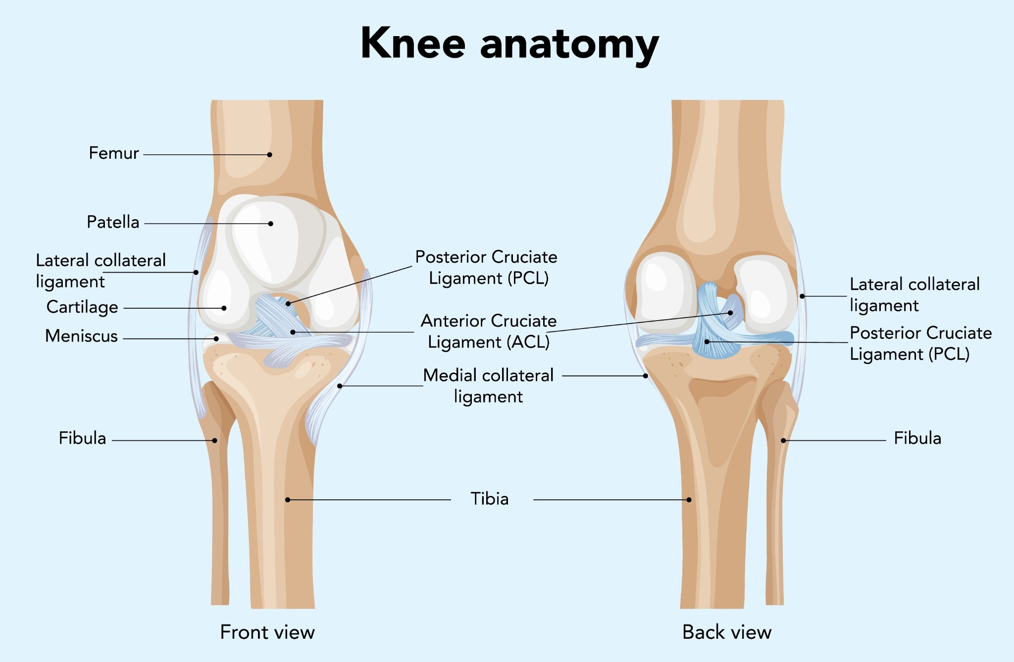 Knee Anatomy